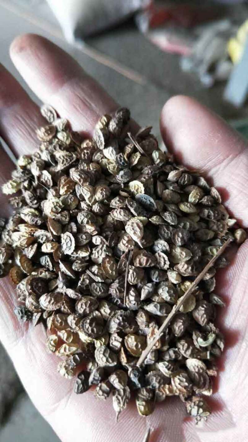 红豆草种子驴食豆青饲牧草林田果园绿肥固氮景观花卉