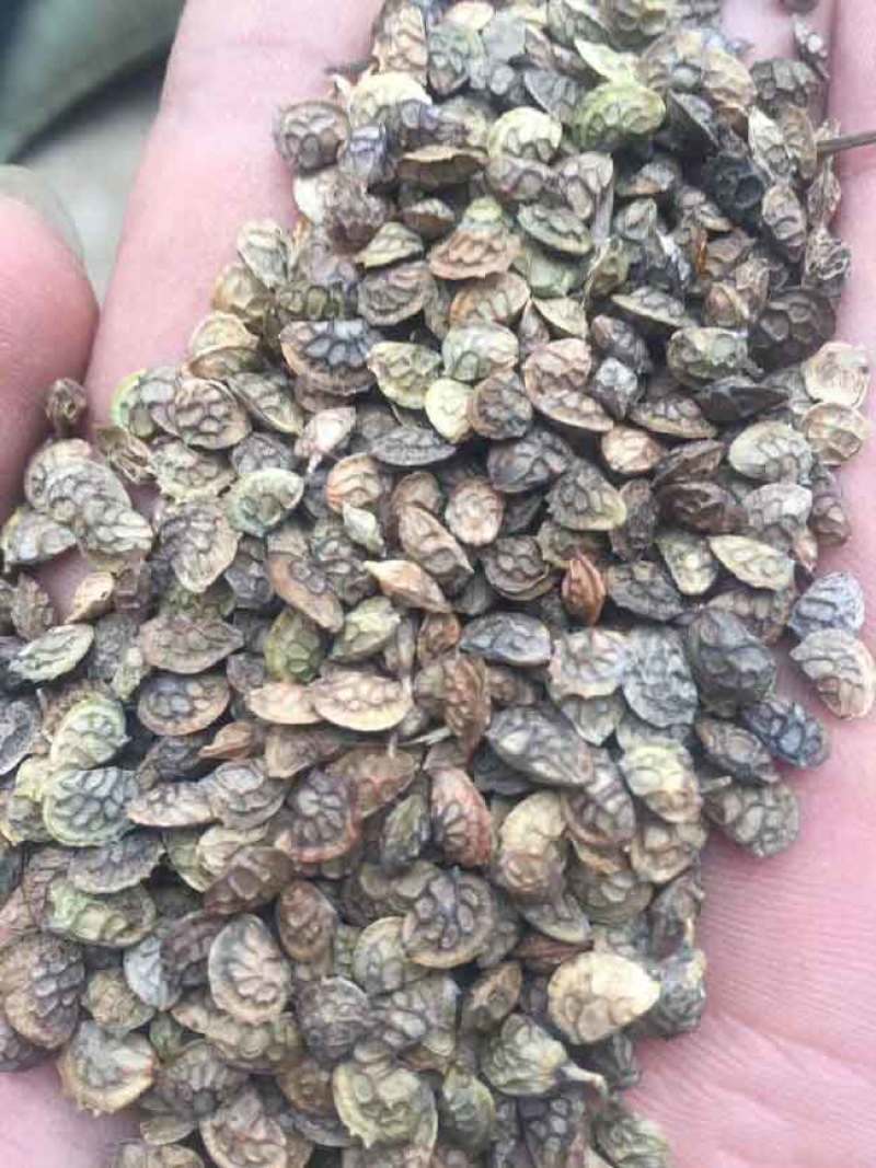 红豆草种子驴食豆青饲牧草林田果园绿肥固氮景观花卉