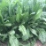 菊苣种子多年生菊苣牧草种子大叶菊苣牛羊牧草高产牧草四季