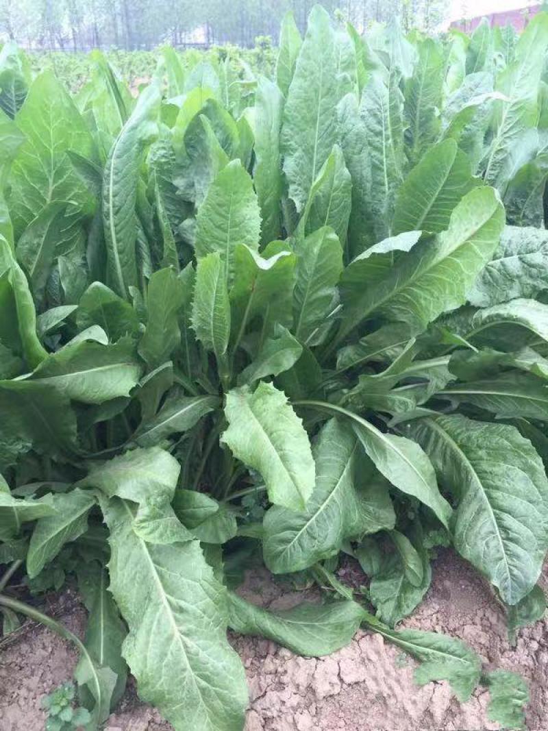 菊苣种子多年生菊苣牧草种子大叶菊苣牛羊牧草高产牧草四季
