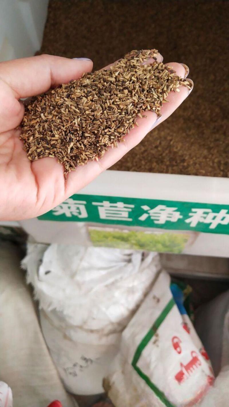 菊苣种子多年生菊苣牧草种子大叶菊苣牛羊牧草高产牧草四季