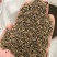 菊苣种子多年生菊苣牧草种子大叶菊苣牛羊牧草高产牧草四季