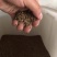 菊苣种子多年生菊苣牧草种子大叶菊苣牛羊牧草高产牧草四季