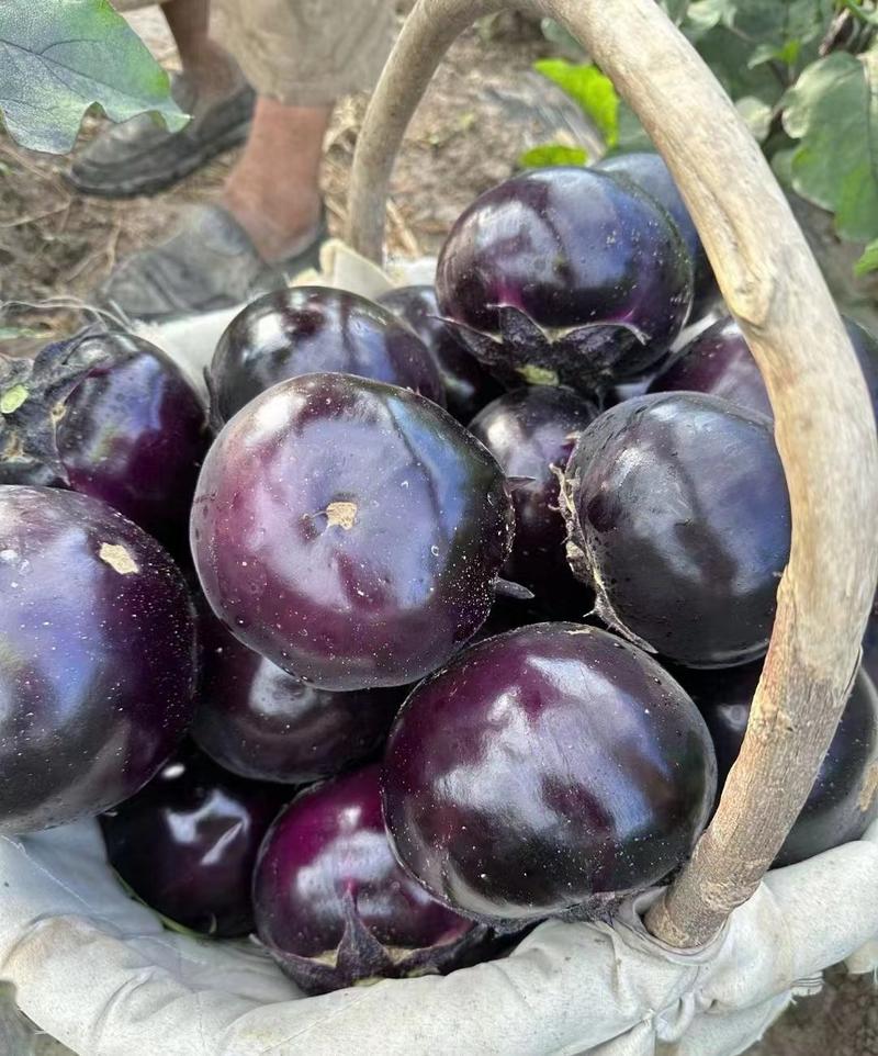山东莘县紫光圆茄已大量上市，质量好。欢迎各位老板朋友前来