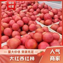 大红西红柿大量上市产地直发品质保证诚信经营