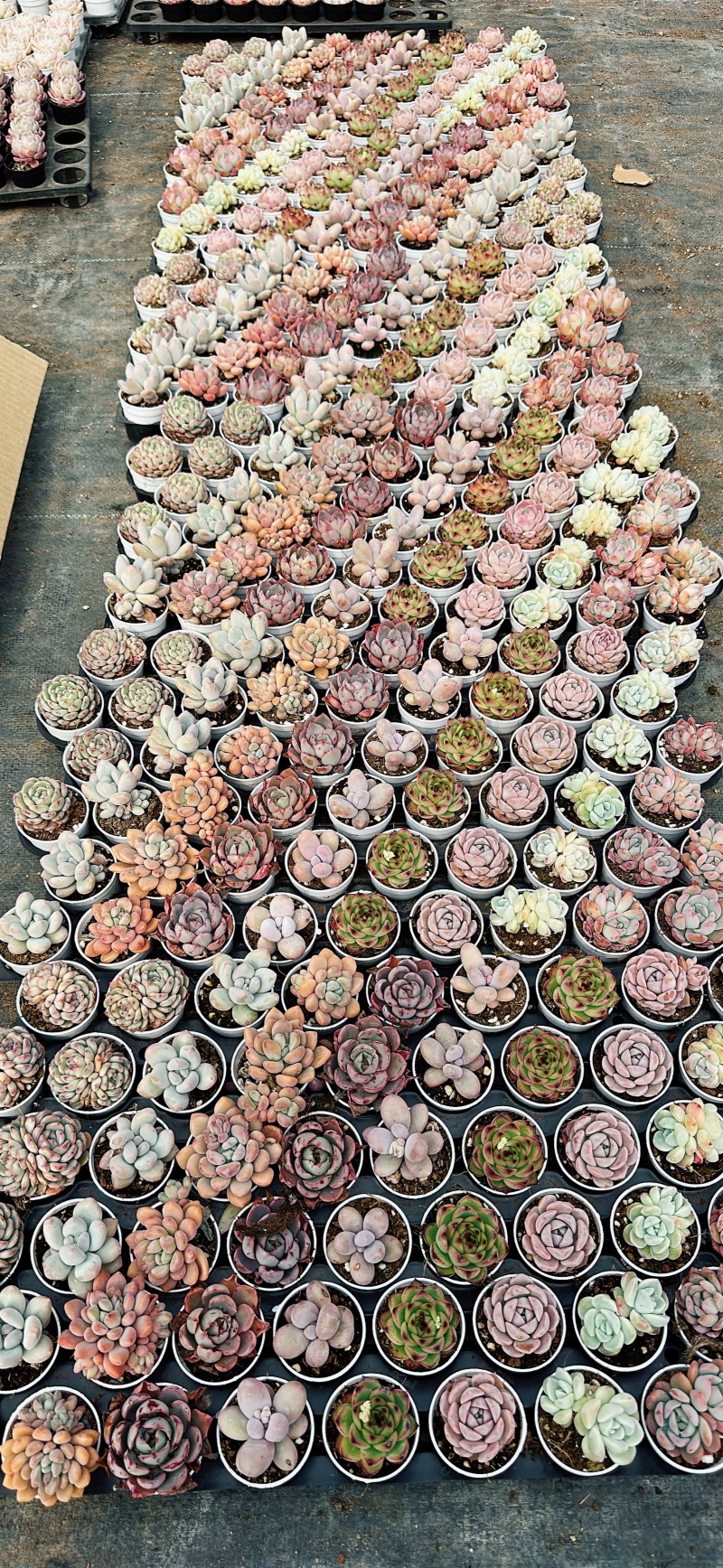 【实力供货】多肉植物多肉拼盘5厘米盆量大从优欢迎