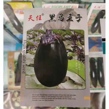 黑马王子圆茄子种子果实大卵圆形果重15公斤基地品种