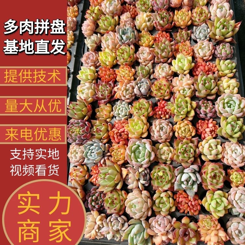 【多肉植物】多肉拼盘基地直发一手货源品质保证