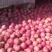 陕西【红富士苹果】膜代，纸袋，纸加膜冷库大量降价