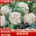 河南花菜有机花菜产地直发一手货源电商市场商超货