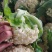 河南花菜有机花菜产地直发一手货源电商市场商超货