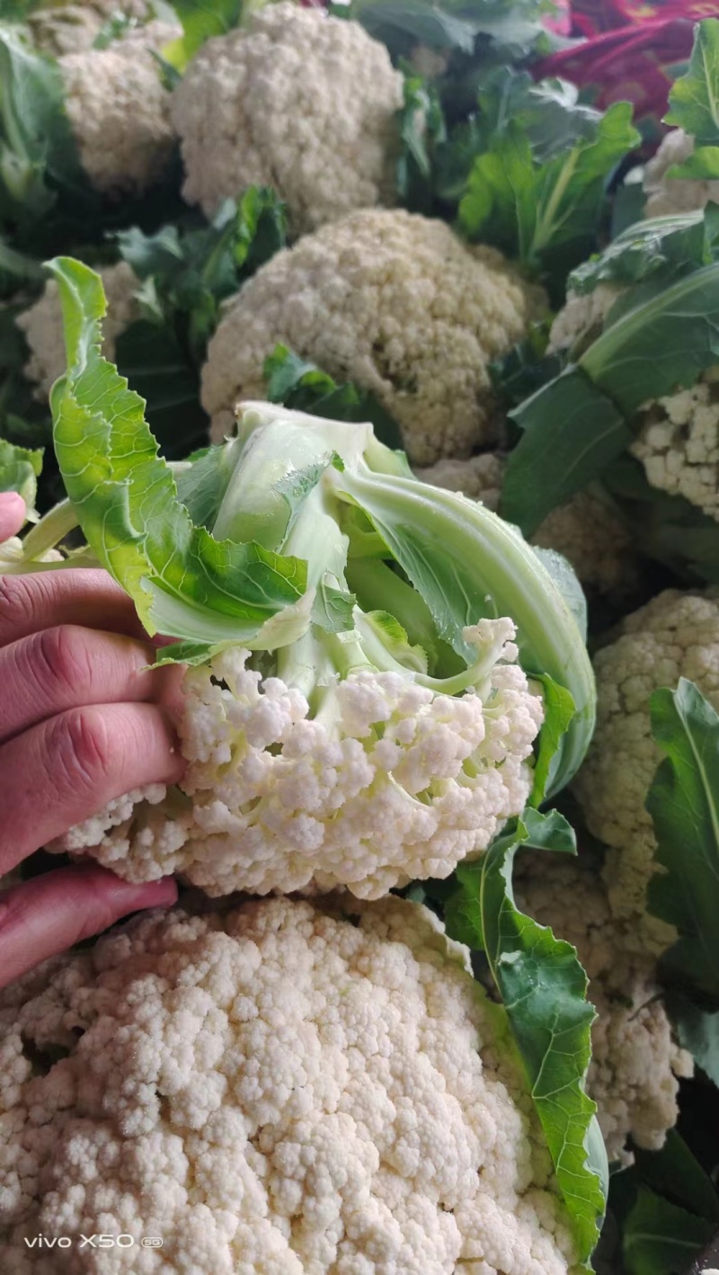 河南花菜有机花菜产地直发一手货源电商市场商超货