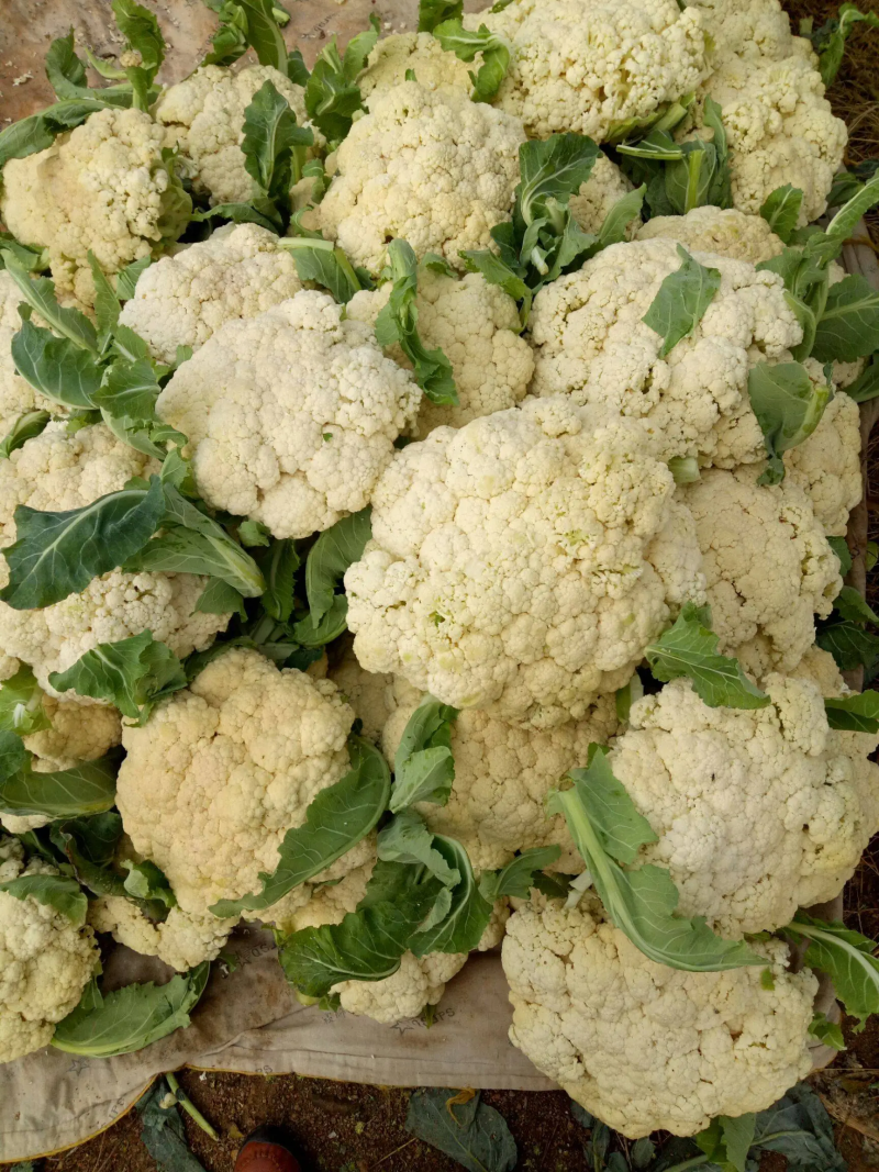 河南花菜有机花菜产地直发一手货源电商市场商超货