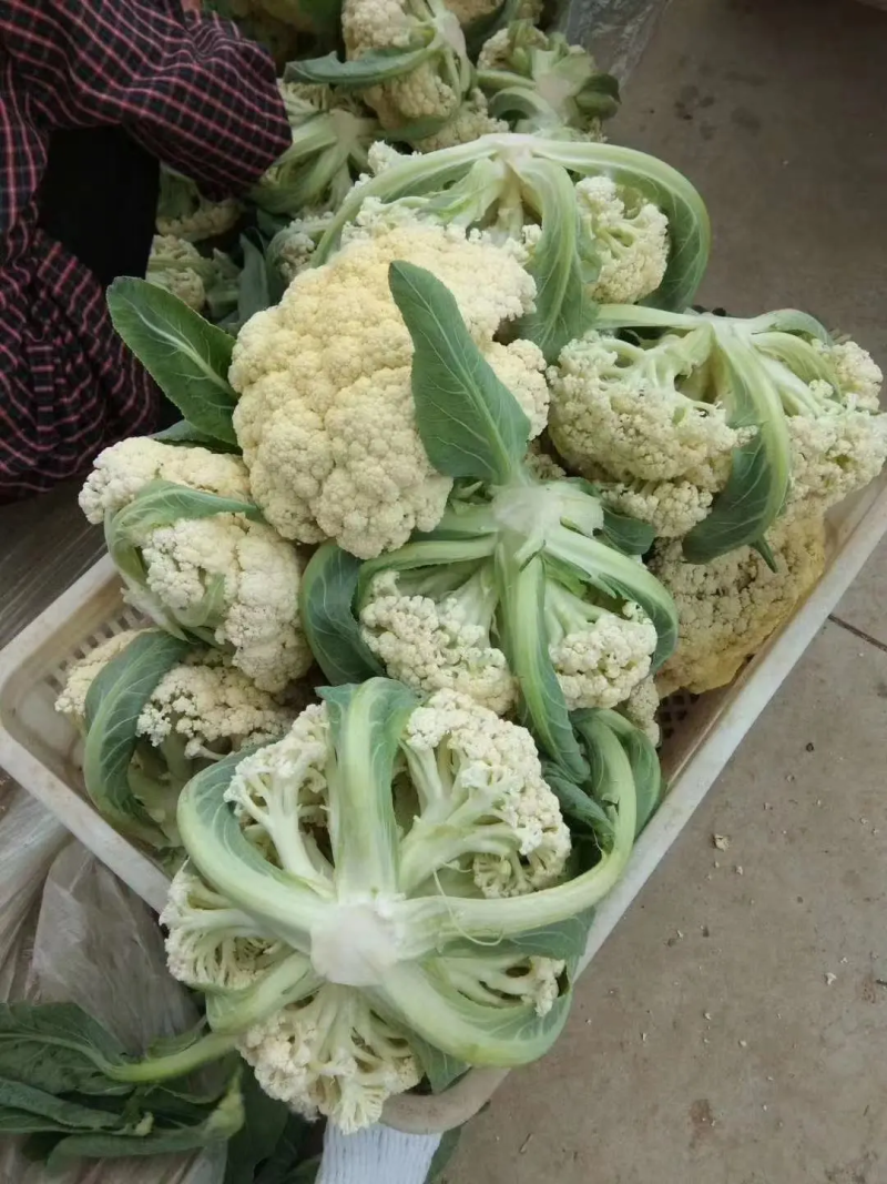 河南花菜有机花菜产地直发一手货源电商市场商超货