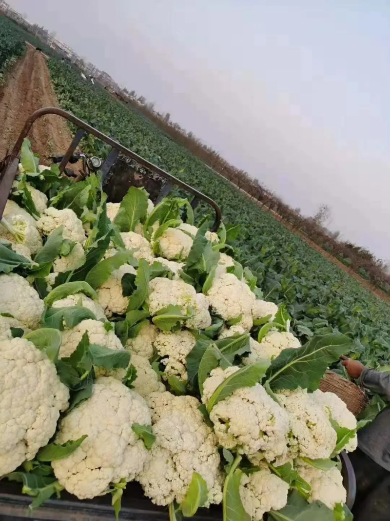 河南花菜有机花菜产地直发一手货源电商市场商超货