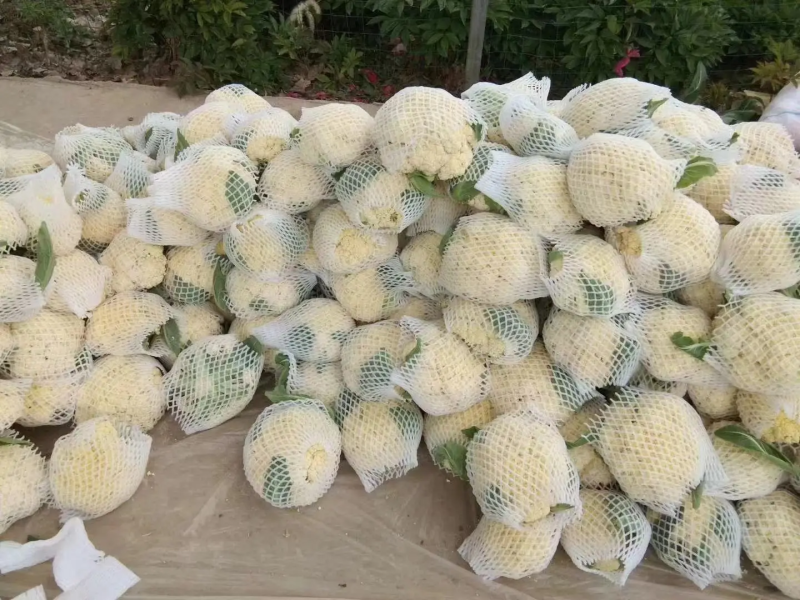 河南花菜有机花菜产地直发一手货源电商市场商超货