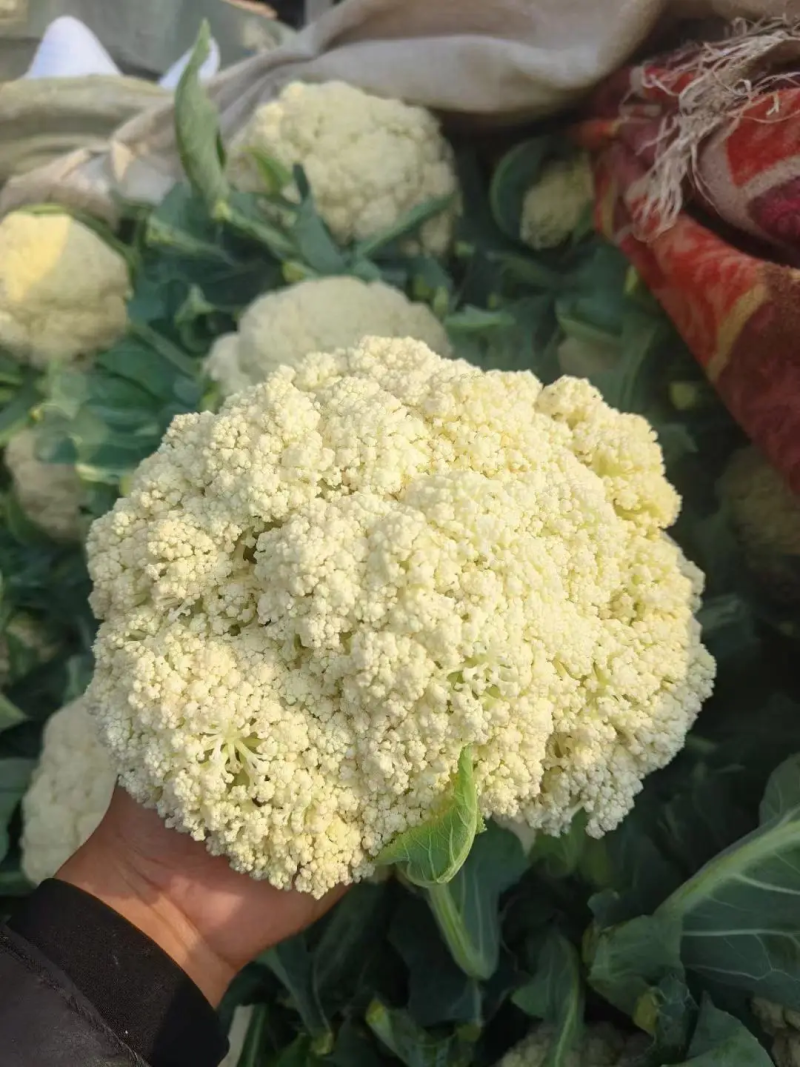 河南花菜有机花菜产地直发一手货源电商市场商超货