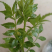 现摘花椒嫩芽新鲜花椒芽花椒叶嫩芽新鲜正宗野菜