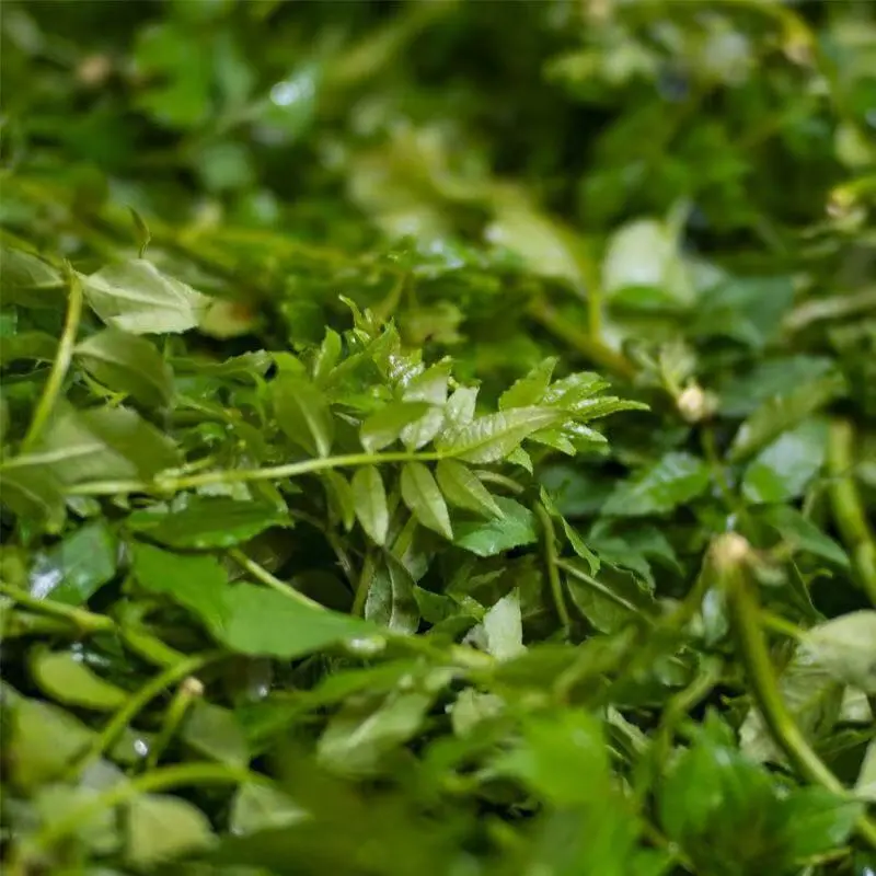 现摘花椒嫩芽新鲜花椒芽花椒叶嫩芽新鲜正宗野菜