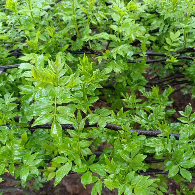 现摘花椒嫩芽新鲜花椒芽花椒叶嫩芽新鲜正宗野菜