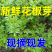 现摘花椒嫩芽新鲜花椒芽花椒叶嫩芽新鲜正宗野菜