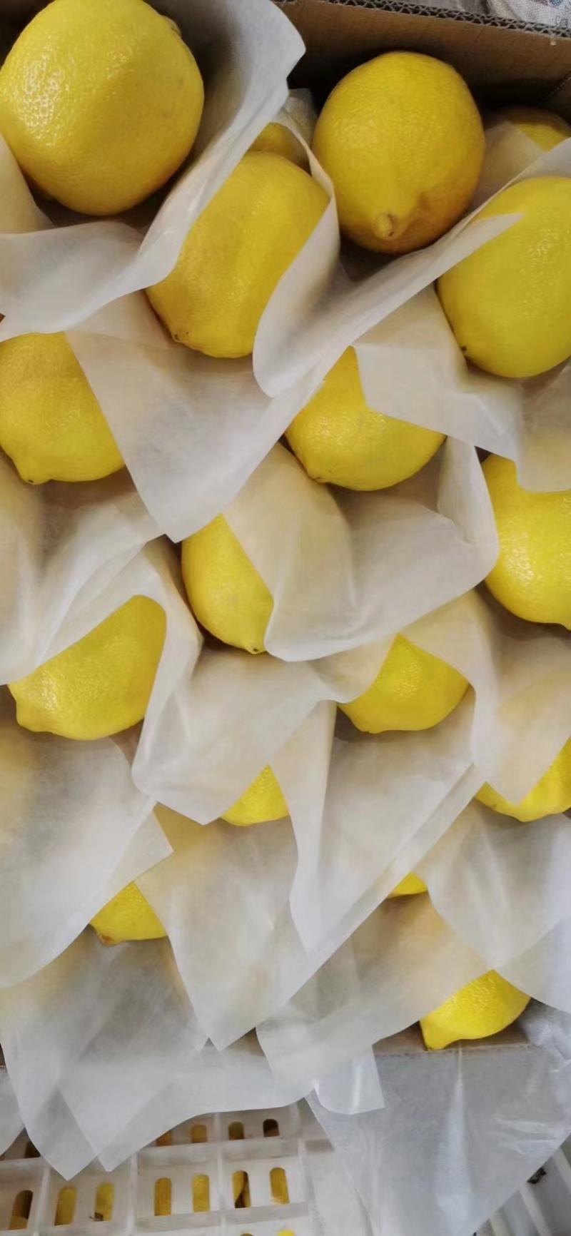 精品一级安岳柠檬对接全国市场茶饮店欢迎咨询