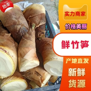 新鲜楠竹笋现挖鲜货大量上市，欢迎各位老板前来收购量大从优