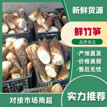新鲜楠竹笋，大量上市现挖现发，价格便宜欢迎各位老板收购