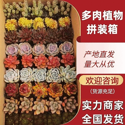 【多肉植物】多肉拼盘基地直发一手货源品质保证