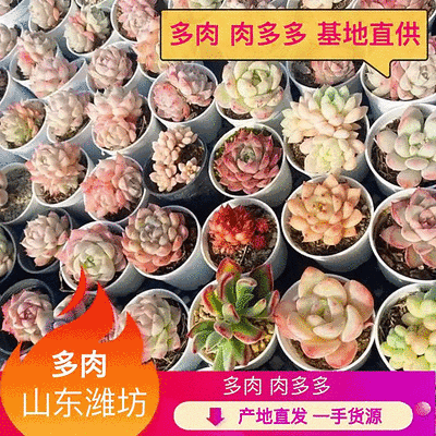 【实力供货】多肉植物多肉拼盘5厘米盆量大从优欢迎