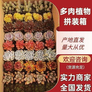 【多肉植物】多肉拼装箱上百种品种可视频看货提供技术