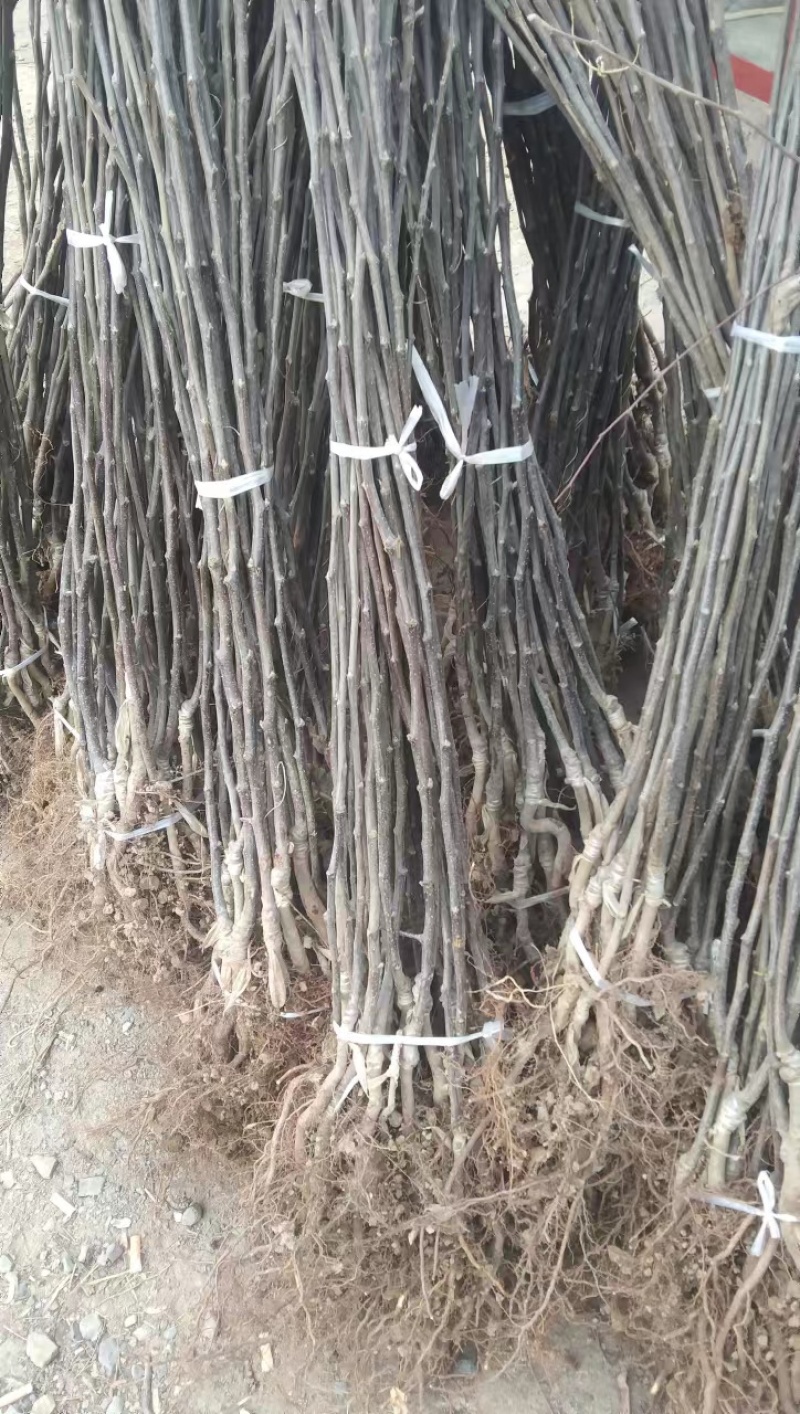 【美早樱桃苗】基地直发，根系发达，成活率高，带土发货价优