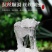 【天然雪燕】拉丝雪燕天然无硫优质特级可批发