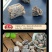 琥珀中药材药用血琥珀天然正品琥珀块可磨粉