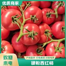 西红柿江苏精品西红柿硬粉西红柿代收质优价廉