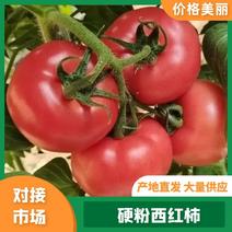 江苏硬粉西红柿产地直发，大量供应，质量保证欢迎来电咨询
