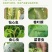 11.6%甲维氯虫苯杀虫剂甜菜夜蛾等肉虫