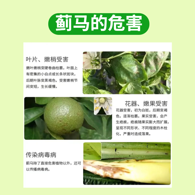 80%烯啶吡蚜酮水稻果蔬蚜虫飞虱蓟马粉虱叶婵专用杀虫剂
