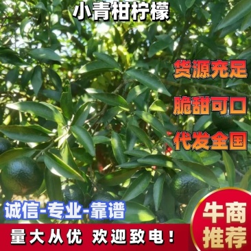新会小青柑鲜果，茶叶果奶茶店新品，茶叶果专用普洱基地直发