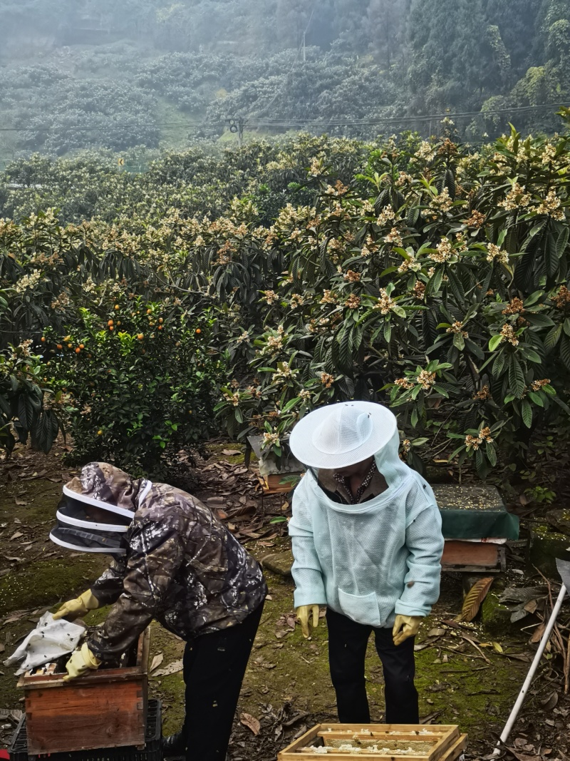 重庆【土蜂蜜】对接电商市场商超等各类客户