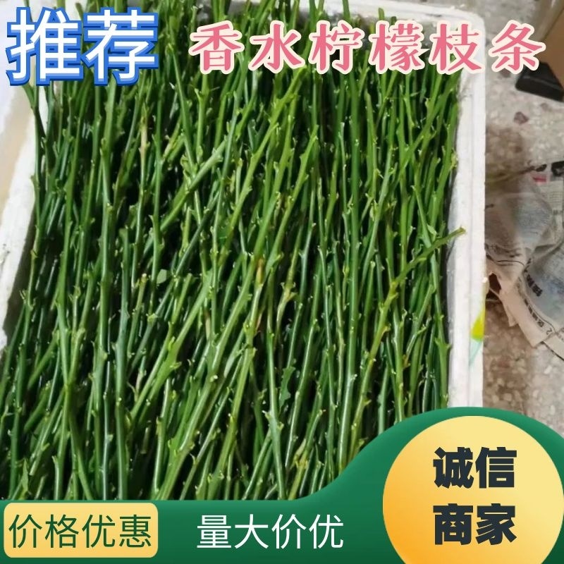 广东香水柠檬枝条，嫁接枝条产地直发，品质保证，母树纯正
