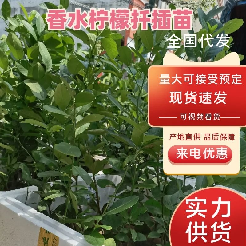 【精品香水柠檬苗】广东香水柠檬扦插苗杯苗大量供应