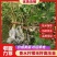 【香水柠檬无籽高压苗】基地直供母树纯正柠檬苗四季结果