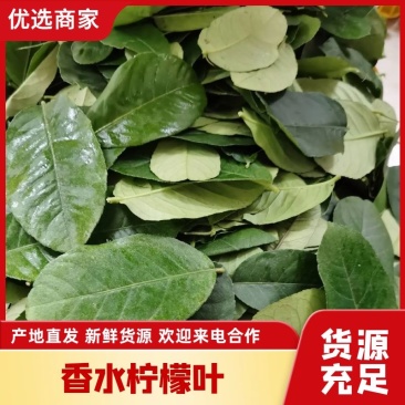 【广东香水柠檬叶】柠檬叶,鱼生专用配料,新鲜采摘香味浓郁