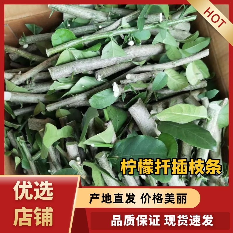 【柠檬枝条扦插枝条】柠檬枝条大量供应广东香水柠檬枝条