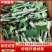 【柠檬枝条扦插枝条】柠檬枝条大量供应广东香水柠檬枝条