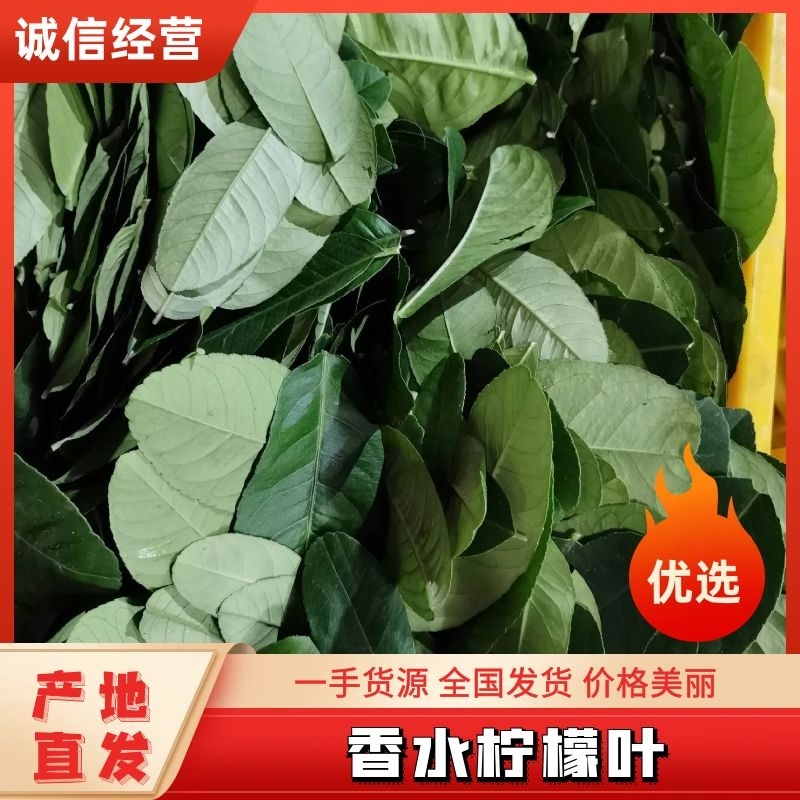 【柠檬叶香水柠檬叶】大量供应，基地直供，新鲜现摘现发