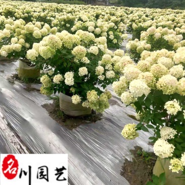 圆锥绣球批发价格花期长花型好优质花坛花境园林观赏花卉