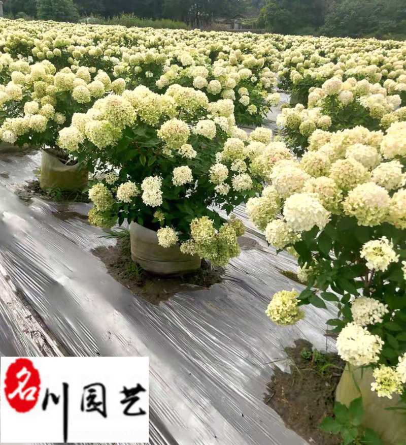 圆锥绣球批发价格花期长花型好优质花坛花境园林观赏花卉