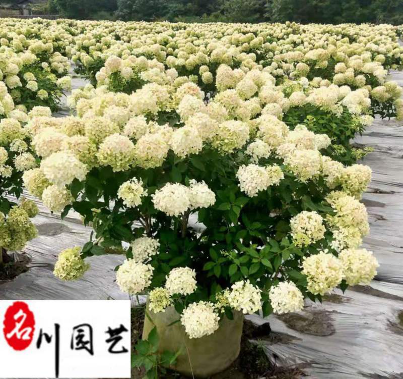 圆锥绣球批发价格花期长花型好优质花坛花境园林观赏花卉